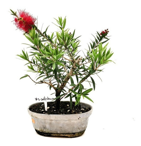 Bonsai Callistemon Planta 10 Años 35cm Maceta Esmaltada N3