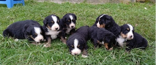 Perro Bernés De La Montaña Precio Mascotas Rionegro Medellín