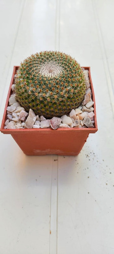 Mammillaria Microthele