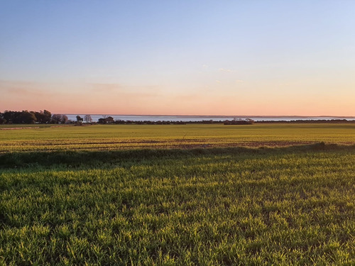 Imagen 5 de 6 de Campo En Venta En Carmelo Con Vista Al Rio De La Plata