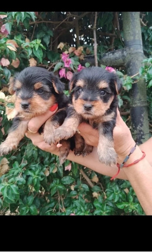 Cachorros Yorkshire Mini