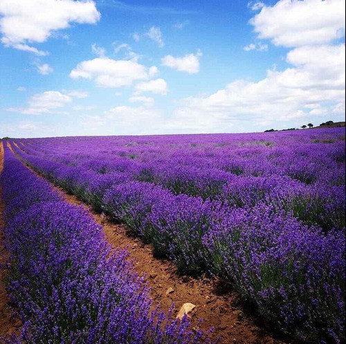 Semillas De Lavanda Officinallis - Muy Perfumada!!!