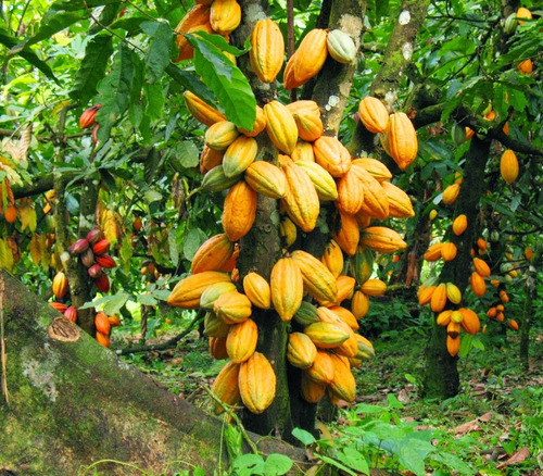Imagen 1 de 5 de Cacao, Arbolito Criollo Bonito Mas De 1 Metro