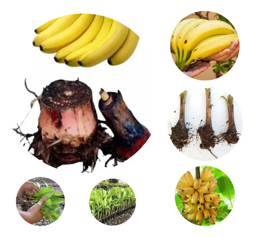 Banana Vinho 2 Rizomas Mudas Sítio Fazenda Muito Ornamental