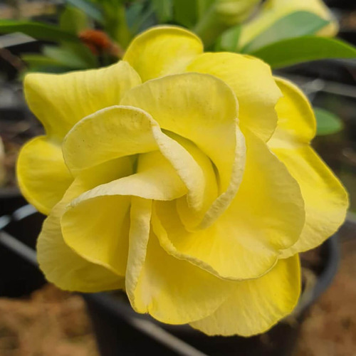 20 Sementes Selecionadas Rosas Do Deserto Adenium Premium.