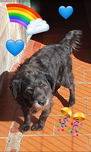 Donato, Cruza De Schnauzer Enano, 100 % Terrier, 3 Añitos
