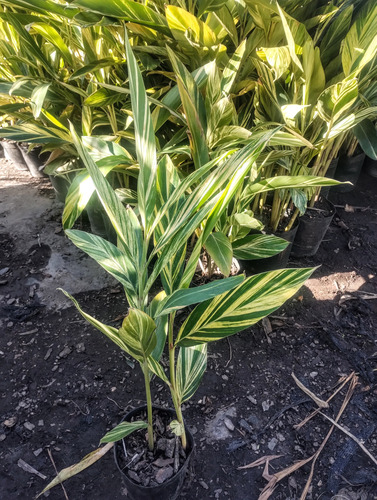Alpinia Zerumbet Variegada - Sol / Semi Sombra - M 4 Litros
