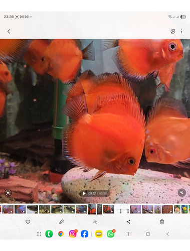 Pez Disco Discus Marl Boro 7 Cm Rojo