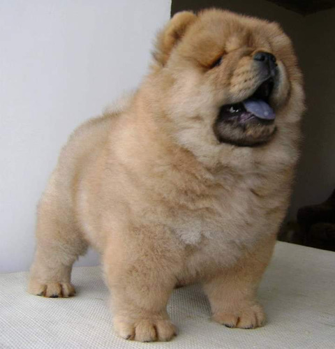 Chow Chow Cachorros