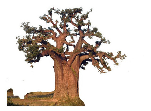 9 Sementes Baoba Adansonia Digitata Baobab Bonsai Para Mudas