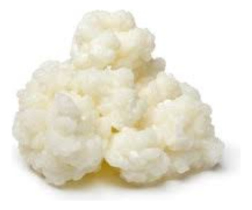 Bulgaros Para Kefir De Leche