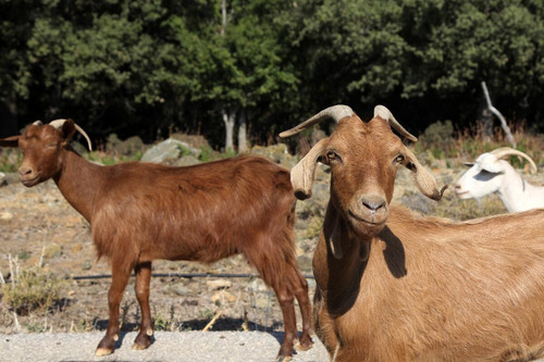 Chivas O Cabras A La Venta 