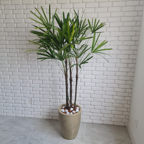 Planta Natural Palmeira Ráfia Com Vaso Cone