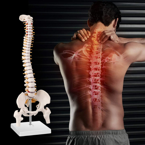 Un Modelo Anatómico Del Esqueleto De La Columna Vertebral Mé