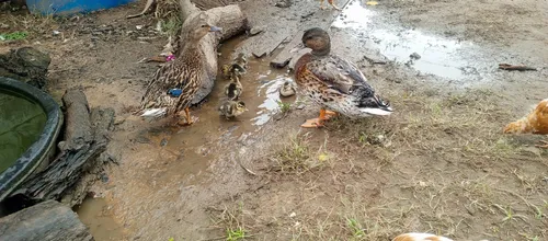Pato Canadiense Par Puro (Usado)