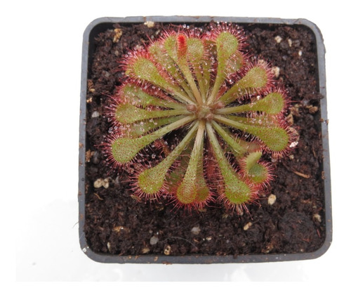 Planta Carnívora Drosera Spatulata