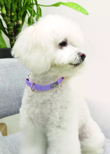 Collar Ajustable Para Mascotas Morado Grande Petit