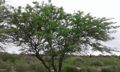 Vendo Campo Con Escritura