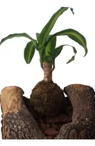 Comprar Kokedamas Decoración De Interiores X Mayor - 10 Unidades