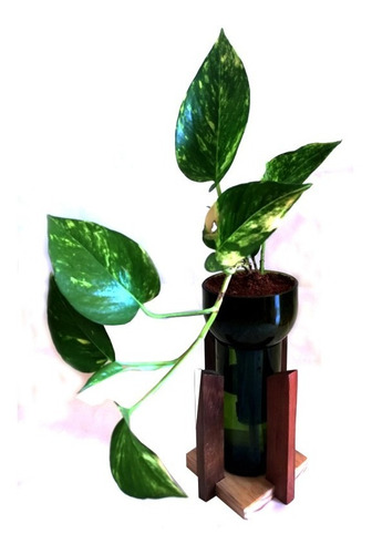Scindapsus Little Plant 24 Con Soporte, Maceta Autorregante 