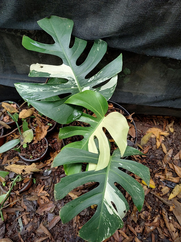 Monstera Variegada (planta Super Exótica)