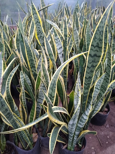 Promo Pack 10 Sansevieria Trifasciata - Lengua Suegra M 3 Lt