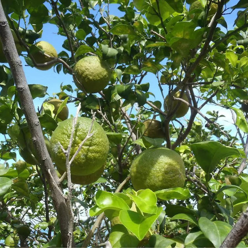 Arbolito Naranja Cucho O Agria Pregunte Costo Envio