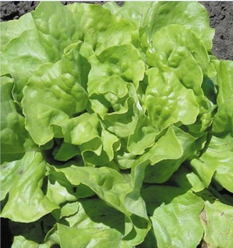 Semillas Organicas Lechuga Divina Mantecosa De Verano Huerta