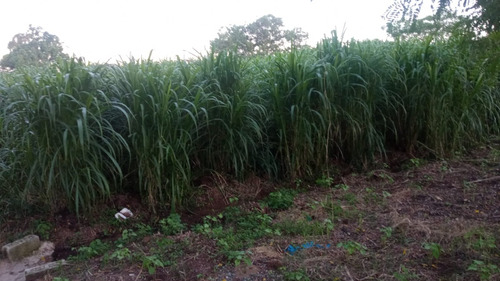 Te Vendo Mega Finca En Luisa Blanca/monte Plata.