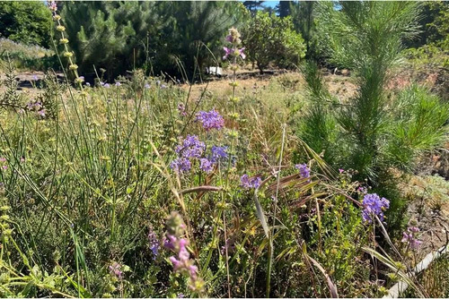 Terreno 1.500m² Alta Plusvalía En Reñaca Los Pinos