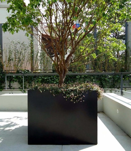 Jabuticaba Híbrida - Produz No 1 Ano