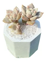 Comprar 20 Suculentas Souvenirs Para Matrimonios, Bautizos, Etc.