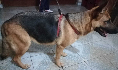 Cachorros Pastor Alemán