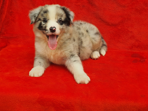 Cachorros Border Collie