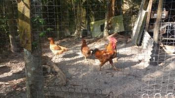 Chácara Em Itanhaém Lado Serra Com 2 Dorm 6821