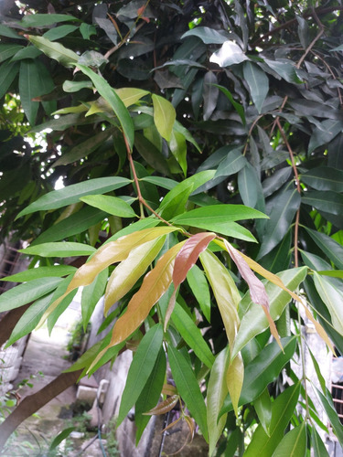 Zyzygium 100 Hojas Fresca Diabetes Hígado Riñón Envío Gratis