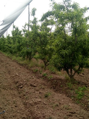 Imagen 3 de 13 de Fincas 19 Ha- Cañada Seca- San Rafael - Mendoza
