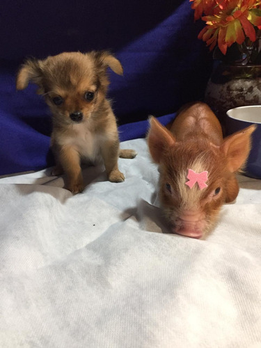 Racão De Mini Pig