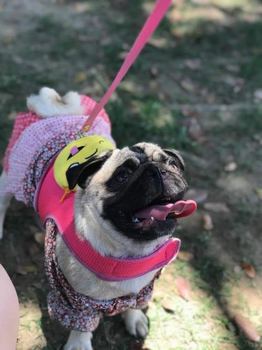Imagem 1 de 9 de Filhote De Pug Para Reserva