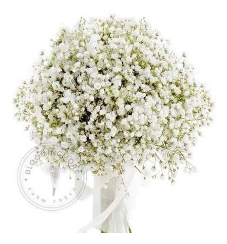 640 Sementes De Mosquitinho Branco Para Buque De Noiva | Parcelamento sem  juros