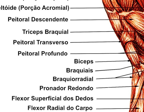Poster Hd 30x45cm Sistema Muscular Canino Para Veterinária Consultorio Petshop Clínica