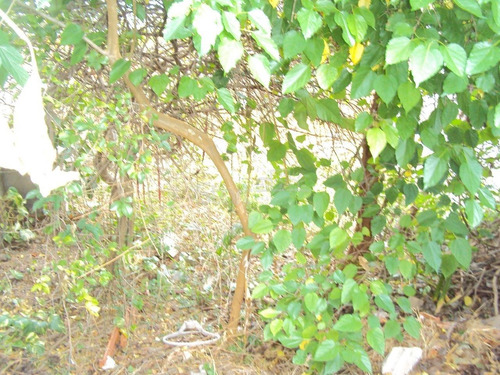 Imagem 13 de 14 de Casa À Venda Em Vila Marieta - Ca002322