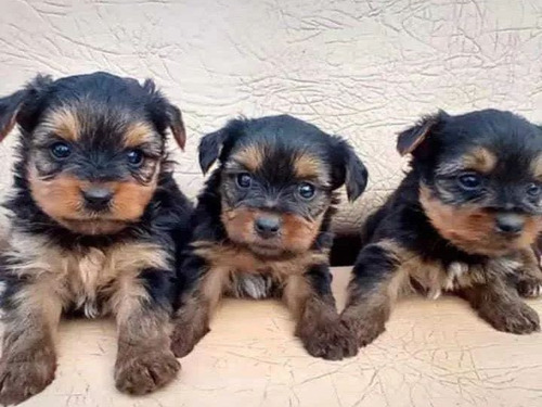 Yorkies Mini Terrier Puros! De Los Chiquitos Gran Oportunida