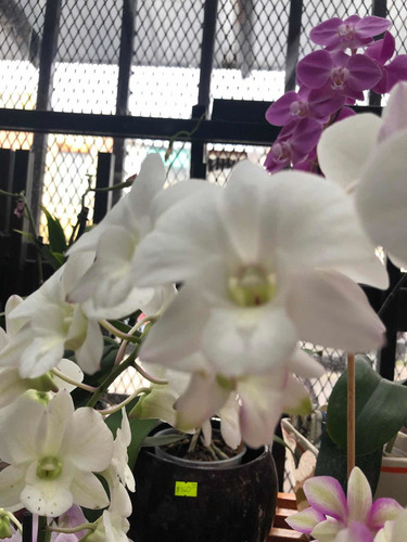 Imagen 7 de 10 de Orquídeas Dendrobium Phalaenopsis