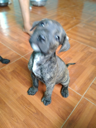 Perros Pitbull Fucion Con Bacunas Y Carnt Para Completar