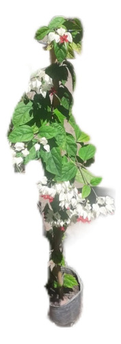 Clerodendro, Clerodendron, Corazon Herido 5lts