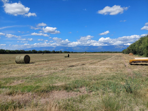 Campo 383 Ha En Conlara Merlo Lafinur San Luis. Con Riego Y Natural. Para Cría, Engorde, Tambo.