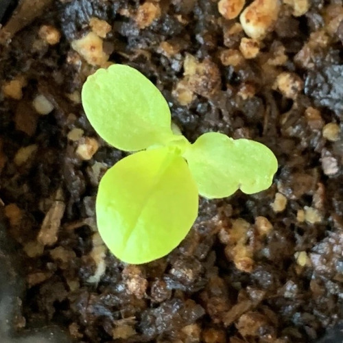 Semillas De Lechuga Gallega Sitopia