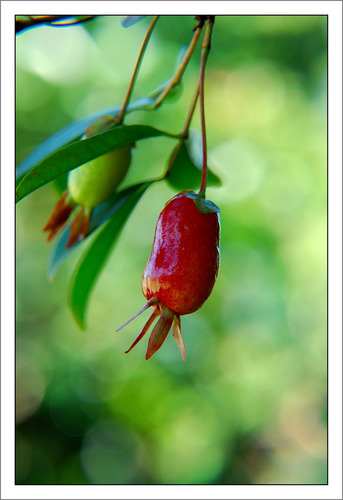 Plantin Cereza Del Misionera Altura 50 Cm Edad 2 Años