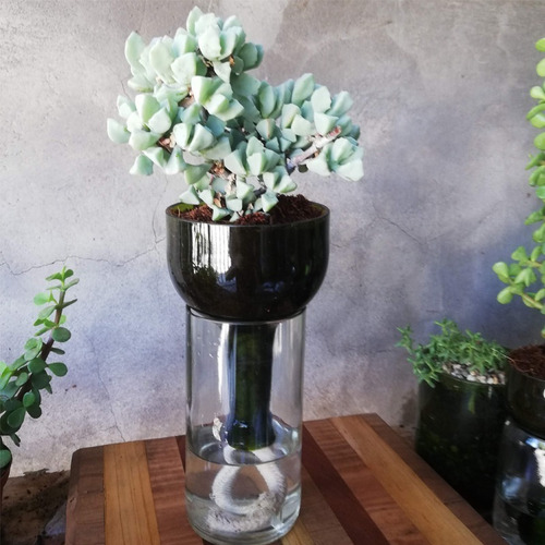 Suculenta Little Plant 24 Sin Soporte, Maceta Autorregante